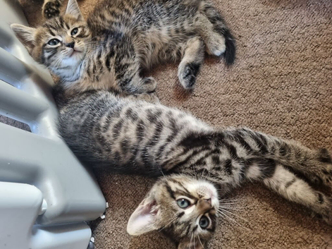 Bengal x kittens
