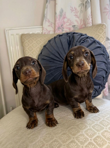 Miniature Dachshund puppies