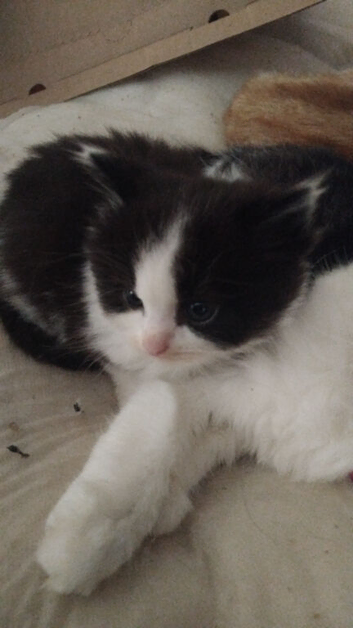 Cute British longhair kitten