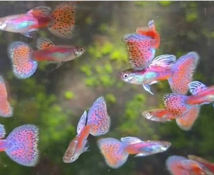 Pink Grass Guppies Breeding pairs Tropical Fish