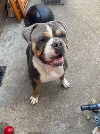 1 year old olde tyme English bulldog
