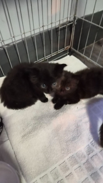 3 beautiful kittens