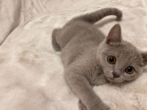 British short hair Russian blue