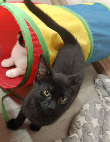 4 male kittens, 2 black, 2 black and white