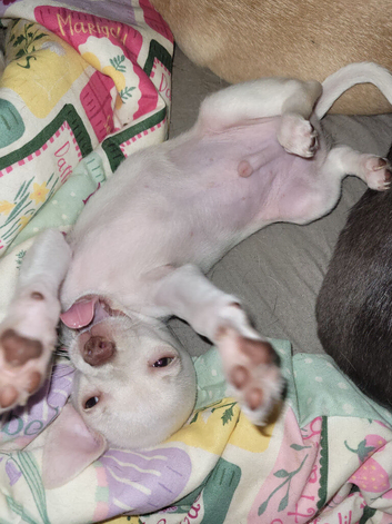 Last Male Chihuahua Puppy 11 weeks Ready Now