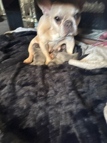 French bulldog cross Chihuahua