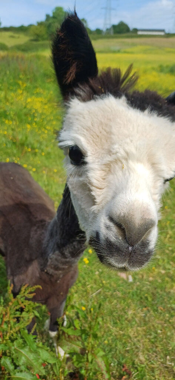 Stunning boy for sale