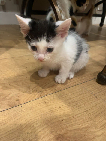 1 kitten available