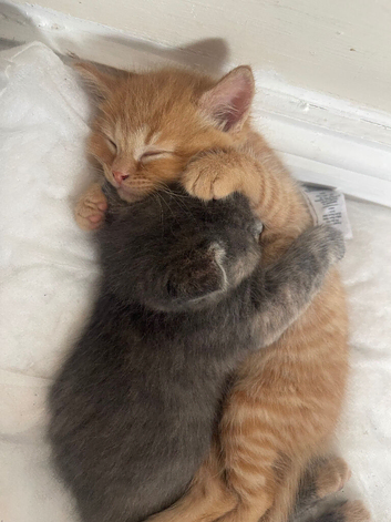 2 beautiful kittens for sale .