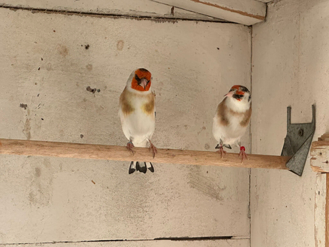 goldfinches