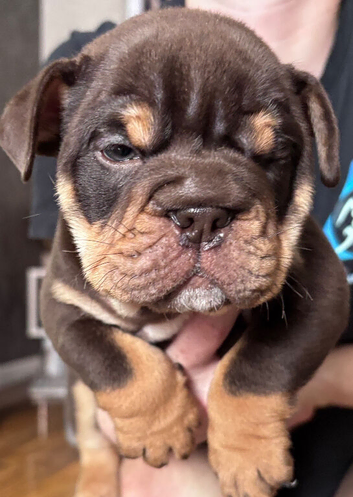 British Bulldog Puppies