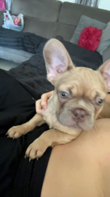 12 week old fully jab and chipped Isabella French bulldog puppy