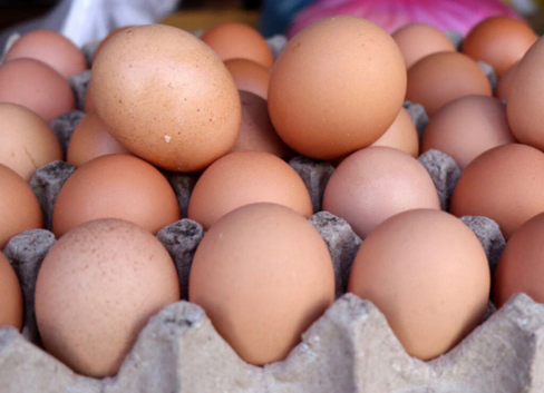 Hatch you eggs with no stress