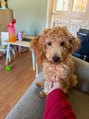 Male miniature poodle
