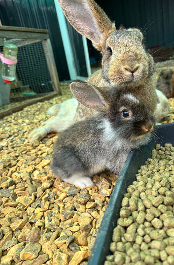 1 little girl left ready now lionhead