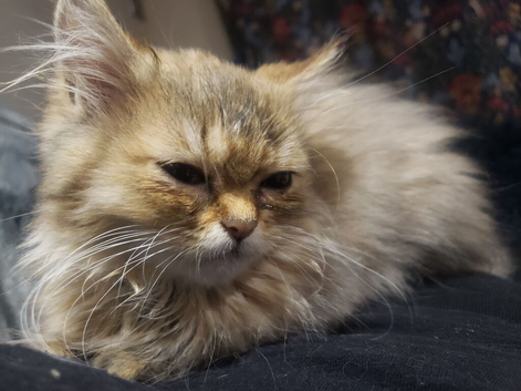 golden persian chinchilla