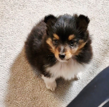 Shetland Sheepdog Sheltie puppy ready now.
