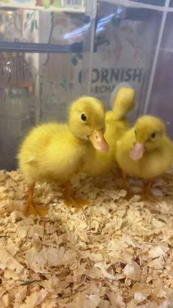 Cherry valley ducklings