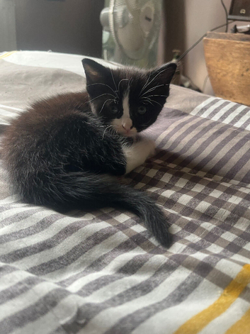 Mixed breed black and white also tabby