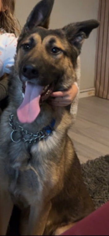 German Shepard x Belgian malinious