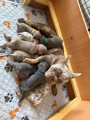 French-British bull dog mix