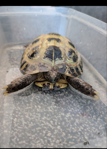 Horsefeild tortoise