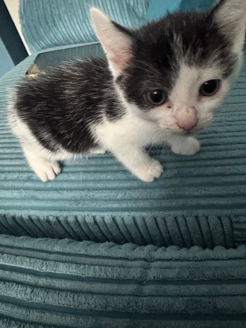 Kitten