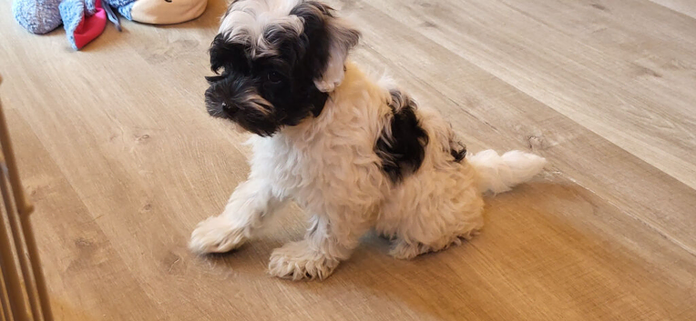 Stunning Yorkiepoo puppy available from Licensed Breeder.