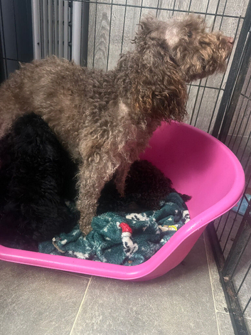 Puppies for sale