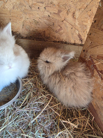 Lovley lionhead babies  for 5* homes