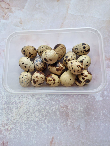 Jumbo Quail Eggs - Fertile