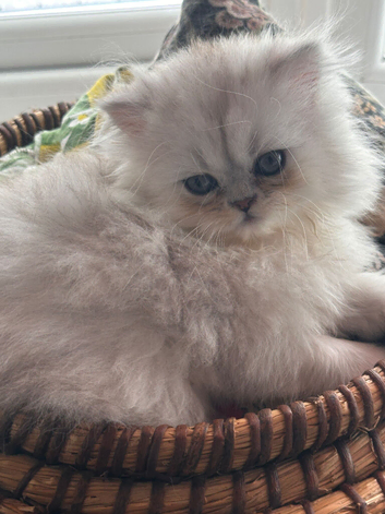 Beautiful silver tipped Persian Boy left!