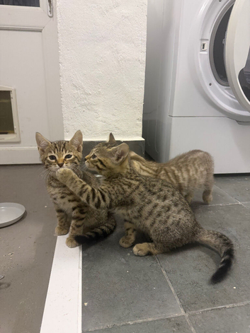 Beautiful Bengal x kittens