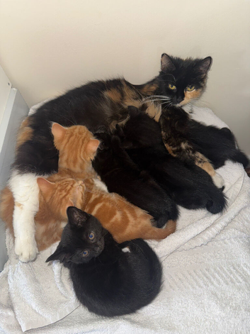 Kittens