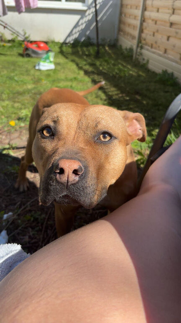 Staffordshire (puppy) 14 months