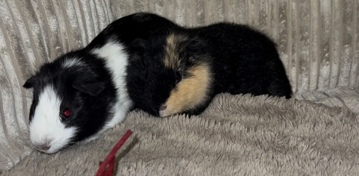 2 male guinea pigs