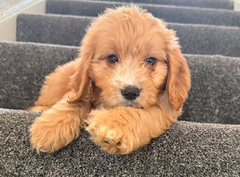 Adorable puppies