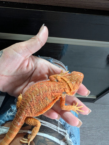 Baby bearded dragons now reduced to get good homes