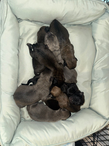 8 boys and 2 girls available blues, brindle, black and fawn