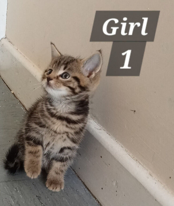 Beautiful Tabby kittens