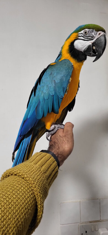 Handreard Silly Tame Blue & Gold Macaw