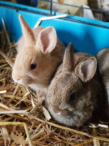 Netherland dwarf cross mini rex rabbits
