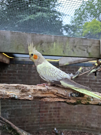 Stunning Aviary Bred Cockatiels