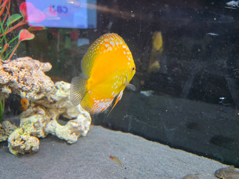 * SOLD *  large yellow discus