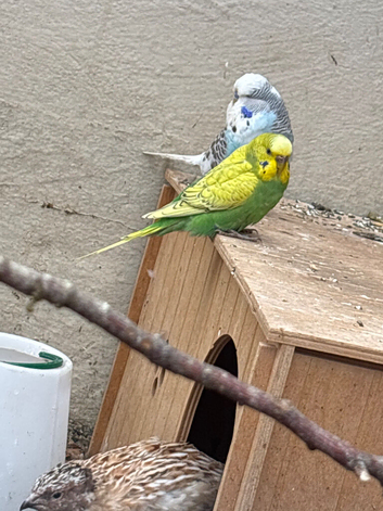 two show budgies two exhibition one and other mixed