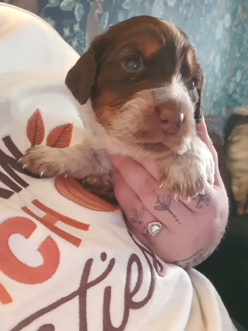 cocker spaniles