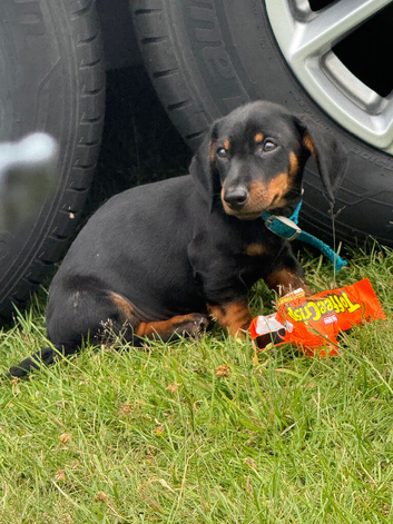 Miniature dachshund puppy