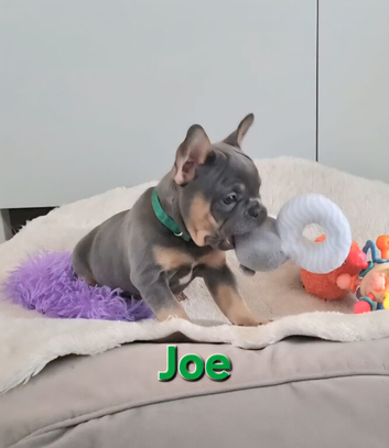 Health tested french bulldog puppy