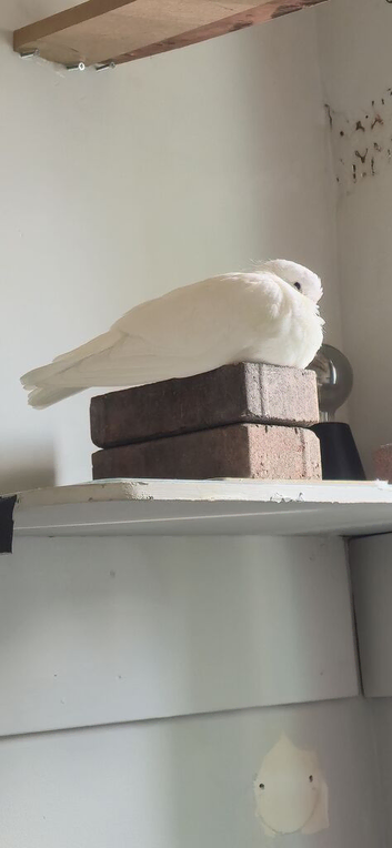 YOUNG HOMING PIGEON FULL WHITE