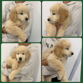 Golden Retriever Puppies